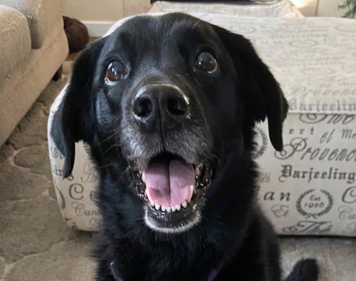 hitRECordJoe's tweet photo. Have you ever rescued a pet?? I wanna see a photo of them!! <3

(share all your rescue pet pics here: https://t.co/8NKH32xJ0X) https://t.co/N07CQ6LLOB