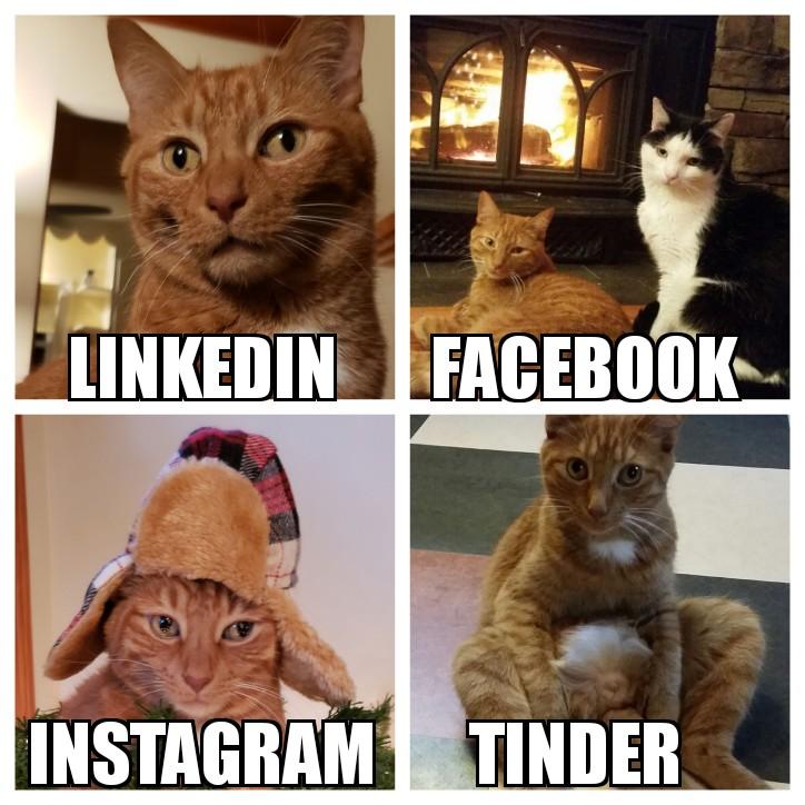 DjMiloKat's tweet photo. #dollypartonmemechallenge #catswin https://t.co/RX8AEbmczn