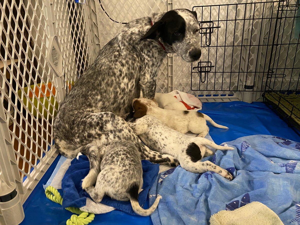 4 or 5 (so many to count!) spotted black and white puppies nursing.