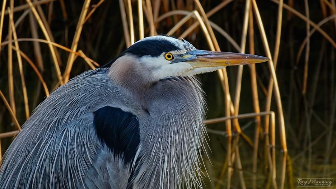 RayManningPhoto's tweet photo. Portrait of a Great Blue Heron - Tanner Springs Park, Portland Oregon, USA

#Birds #GreatBlueHeron #wildlife #wildlifephotography #nature #naturephotography #ThePhotoHour https://t.co/tmNNmchkqf