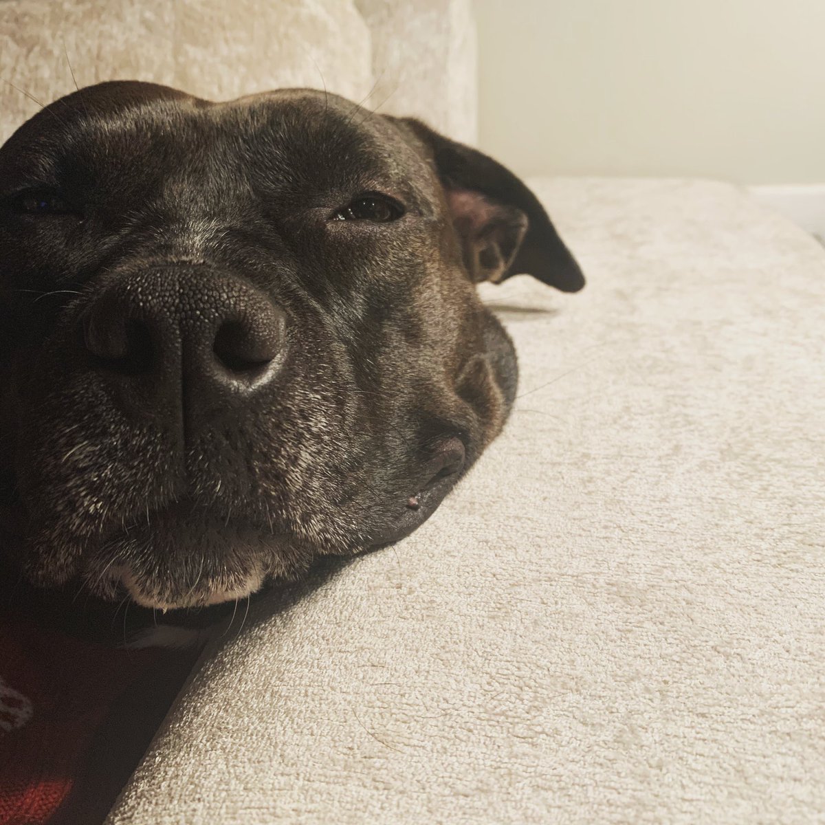 katiebugbugrose's tweet photo. @startrekcbs Margot, our bully rescue, is our #NumberOne and ship’s Morale Officer. https://t.co/M2LoozU1Av
