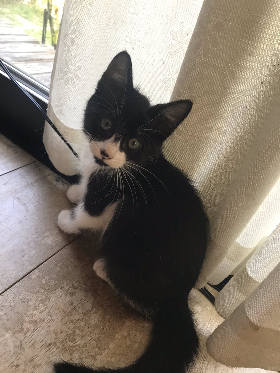 獲物いただきにゃ】おさかなくわえたドラネコならぬマヨネーズくわえた - 猫
マヨネーズ