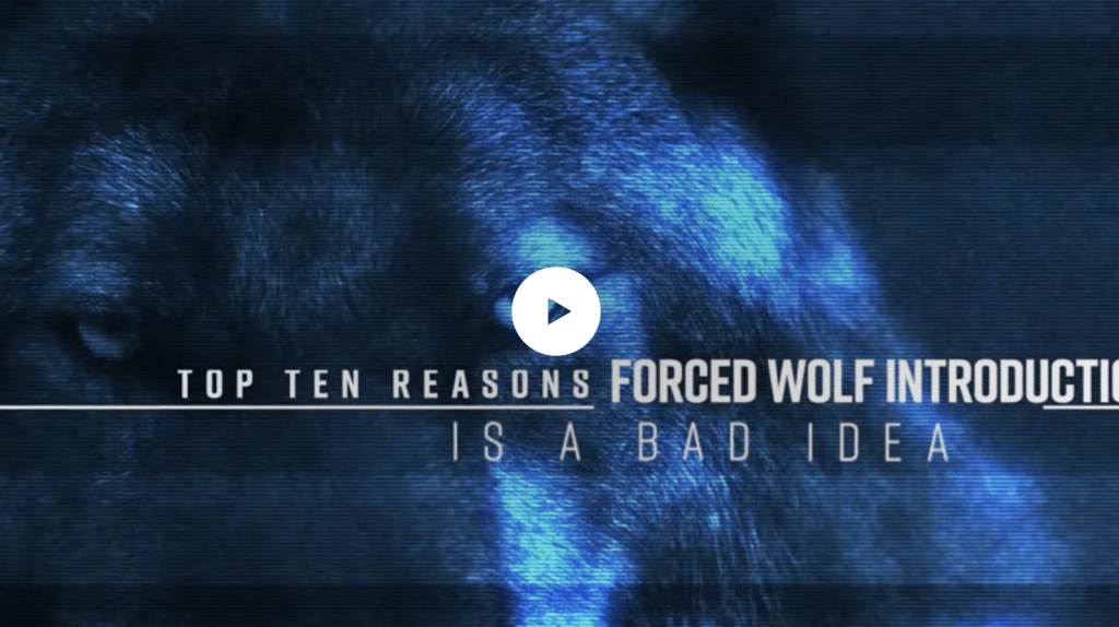 MiaAnstine's tweet photo. Wolf Ballot Initiative Preys on Taxpayers
#Colorado #wolvesincolorado https://t.co/FJo2YBt9nr https://t.co/aQ6FGa7Mra
