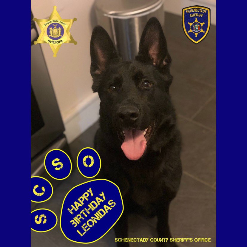 schenectady_s's tweet photo. @K9Leonidas had his 2nd Birthday today, I think a steak dinner is in order, don’t you? #SCSO  #k9leonidas #k9unit #scsok9unit 

@NYSACOP @NYSheriffs @NationalSheriff @NatPoliceAssoc @k9_retired @LivesK9 @k9sofvalor 

#schenectadycountysheriffsoffice #schenectadyjail #schenectady https://t.co/tuLA0akJw1