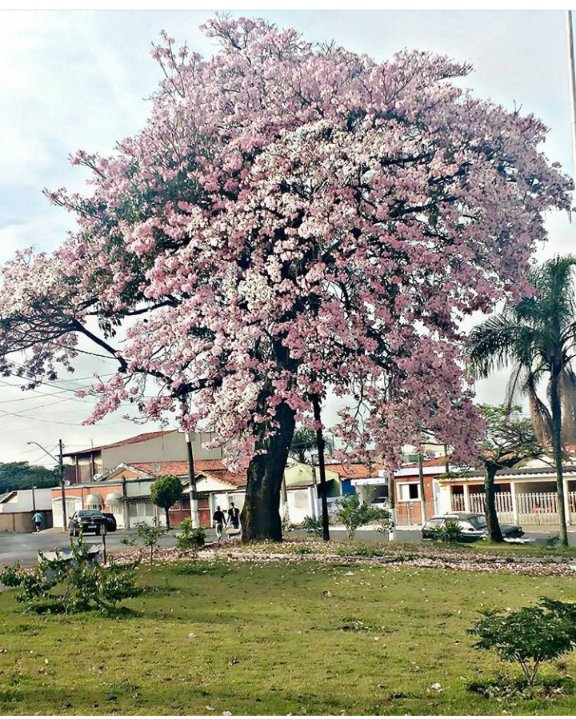 _Medus4's tweet photo. Não sou artista, mas não resisto. Fotografar a natureza é bom demais ♥️ #ApoieUmArtista https://t.co/GGstdV2WJJ