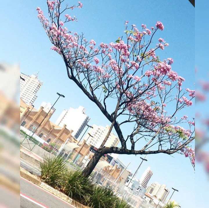 Não sou artista, mas não resisto. Fotografar a natureza é bom demais ♥️ #ApoieUmArtista