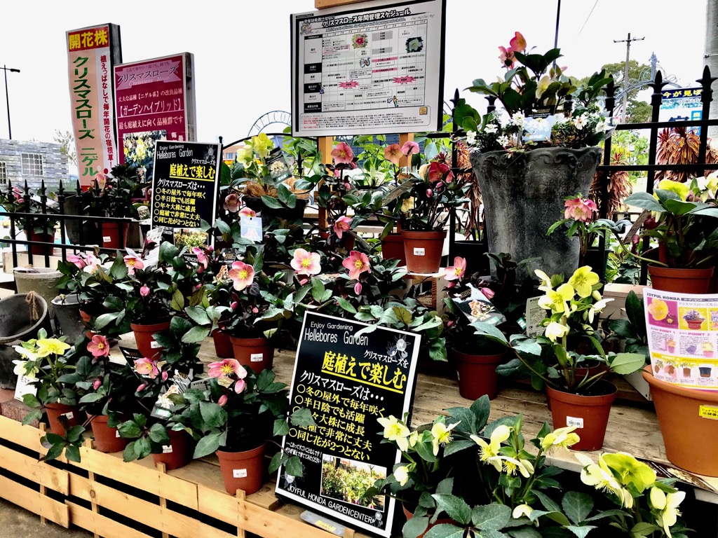 Etiqueta ピンクフロスト Al Twitter