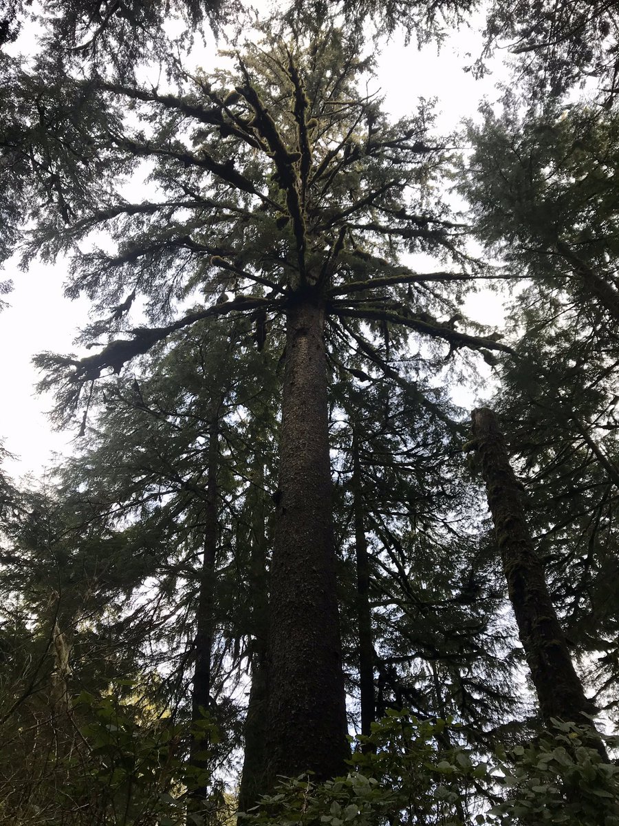 Trees (@treesnotknees) / Posts / X