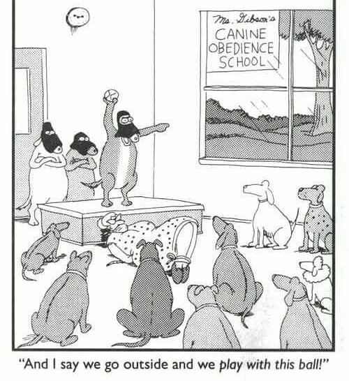 muttheadz's tweet photo. Looking for a fun class that you AND your dog will enjoy? Check out our adult obedience class starting Feb 3rd at https://t.co/UjWCqGnaZD
#yyc #calgary #dogtraining #positivereinforcement https://t.co/k6LpiQx97d