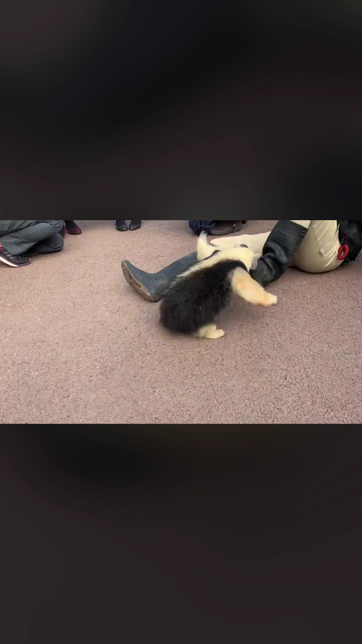 @usa0831 ここのお手手がめんこい...！！ 