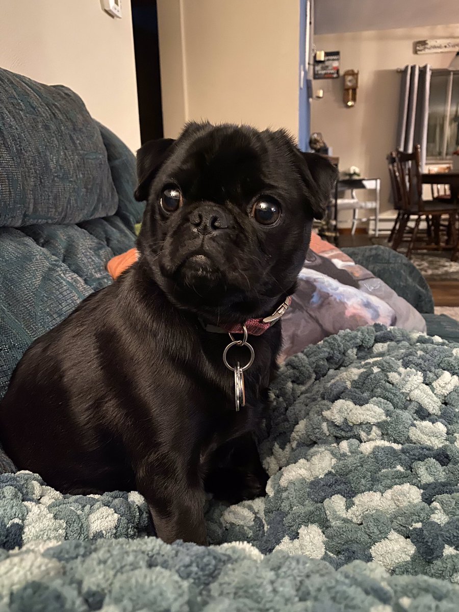 Here’s Olive my pug,  :)