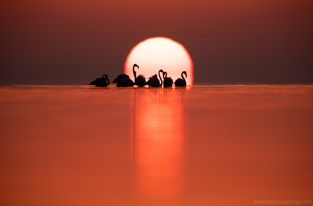 Draksphotos's tweet photo. Yesterday I was fortunate to have a perfect sunrise, water level, wind speed and flamingos at appropriate distance but at the same time unlucky to capture a single frame without the gulls spots at the backdrop.
#wildlife #bahrain #GreaterFlamingos #Flamingos #dramatichue #sunrise https://t.co/v1SXefWJtX