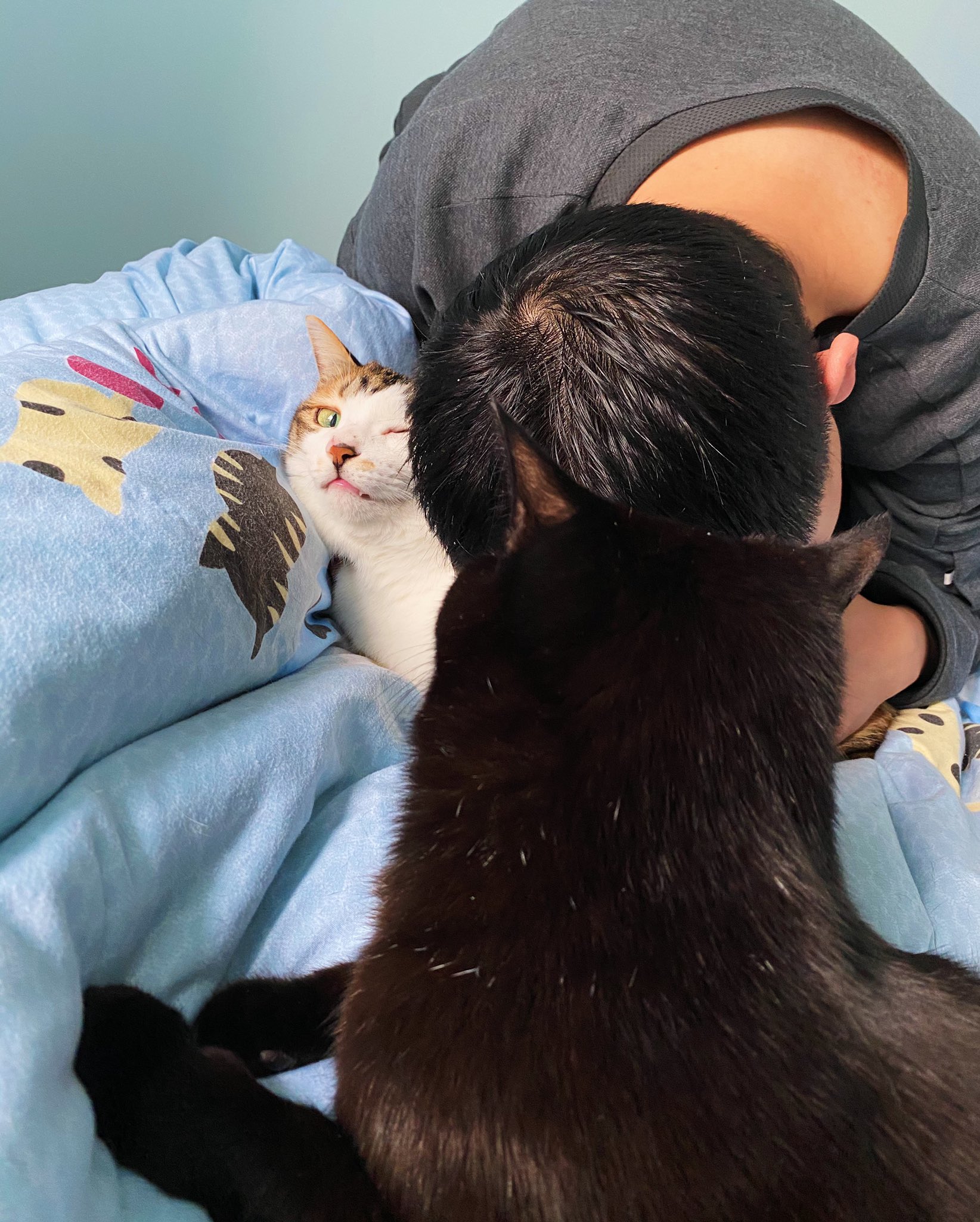 夏面条on Twitter 令猫窒息的爱 夏面条 夏黑米https T Co 0loudxifz9 Twitter