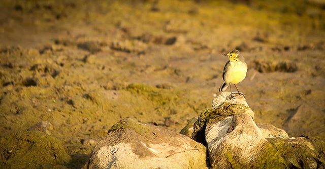 vishwajit5's tweet image. Wagtail 
#yellow #wagtail #bird #wildlife ift.tt/2GApxf7