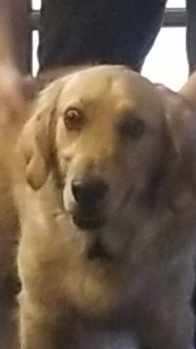 Jordan_bauder's tweet photo. Hey everyone, this is My brother and his wife’s dog. Apparently nothings wrong with him. This is just how he looks now. #becomingwoodson https://t.co/UUP2EMW2Ce