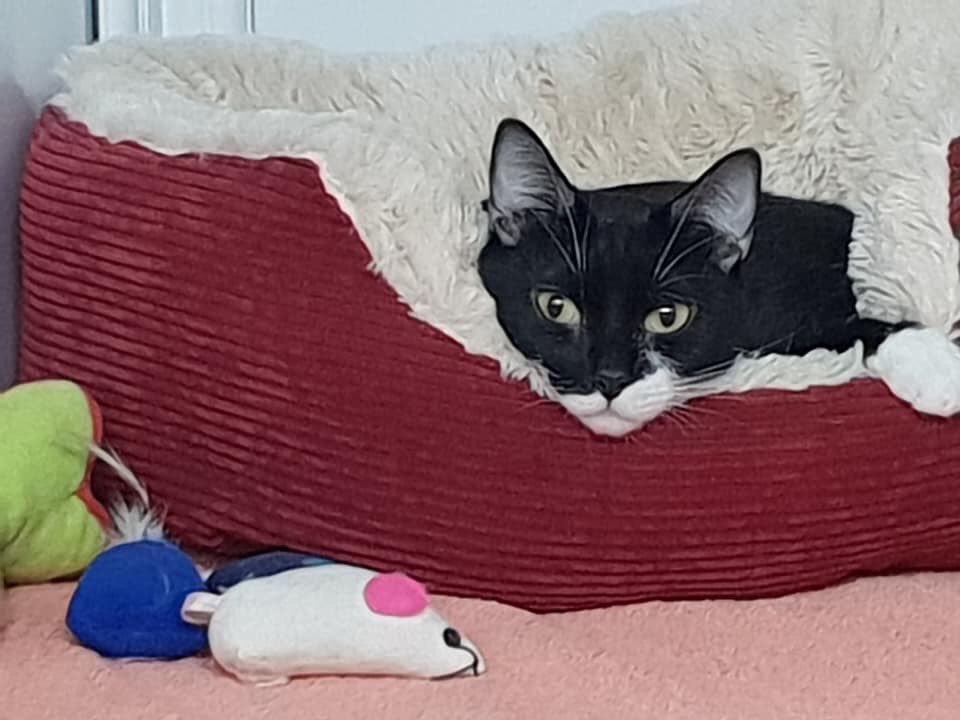 shelternews's tweet image. Good morning from gorgeous tuxie girl Buffy. She’s 2 years old and a young mum now looking for a home of her own. She’s very friendly and would make a lovely addition to a family. The shelter is open until 2pm today if you’d like to meet her 🖤😸 #SundayMotivation #walthamabbey