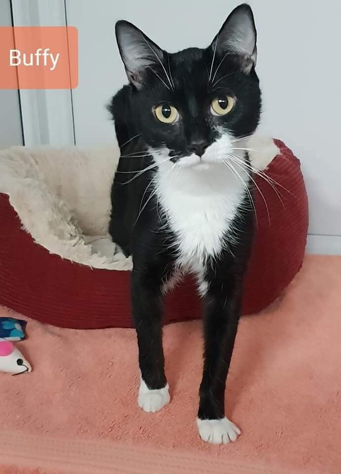 shelternews's tweet image. Good morning from gorgeous tuxie girl Buffy. She’s 2 years old and a young mum now looking for a home of her own. She’s very friendly and would make a lovely addition to a family. The shelter is open until 2pm today if you’d like to meet her 🖤😸 #SundayMotivation #walthamabbey