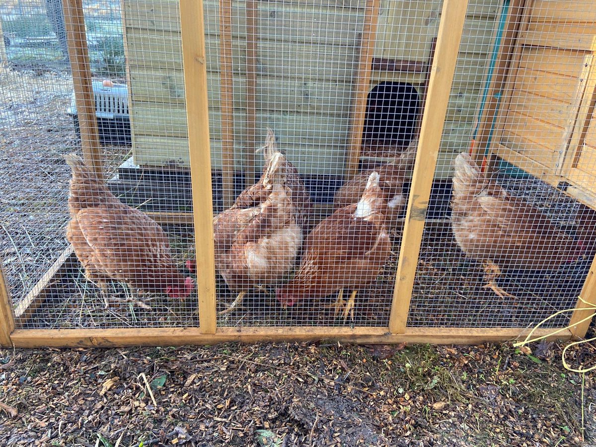 KibbleGroup's tweet photo. 🎼 How do you like your eggs in the morning? 🐔🐣 Meet our new feathered friends at Forest View Primary! Pupils are hugely ‘eggcited’ by their arrival, and aptly named Kim K (named by the children) has been proudly shaking her tail feather 🤣 #HenPower #therapeuticCare #schools https://t.co/rm2UCoxUIo