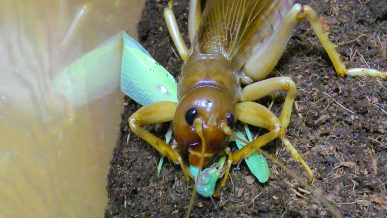 53mm♂】マッチョキリギリス コロギス リオック 昆虫標本 リオック