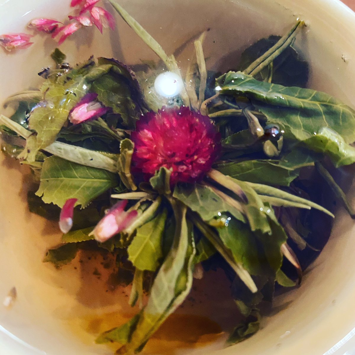 Sabo Sabia サボ サビア ひゃーー お茶のお花が咲いた 台湾のお茶だそうです 香りも良いです 台湾のお茶 プレゼントに感謝