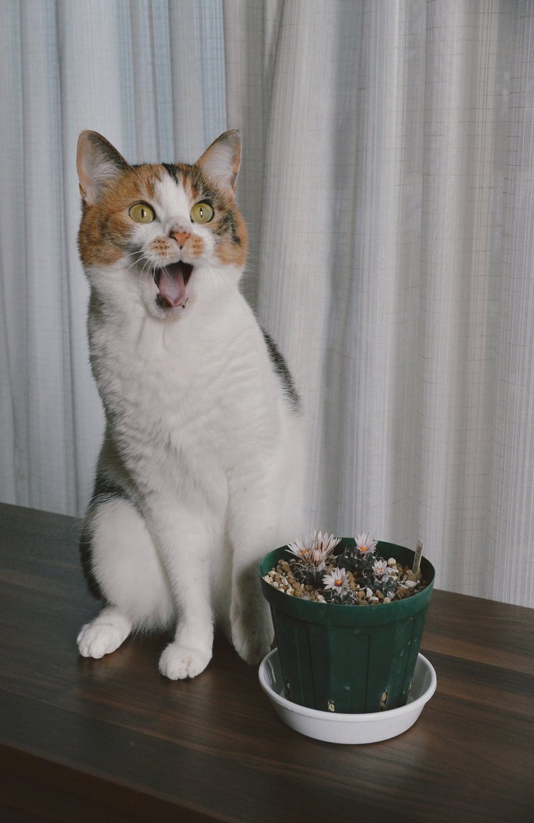 サボテンの開花に驚きすぎる猫さんがかわいい 顔wwww Togetter