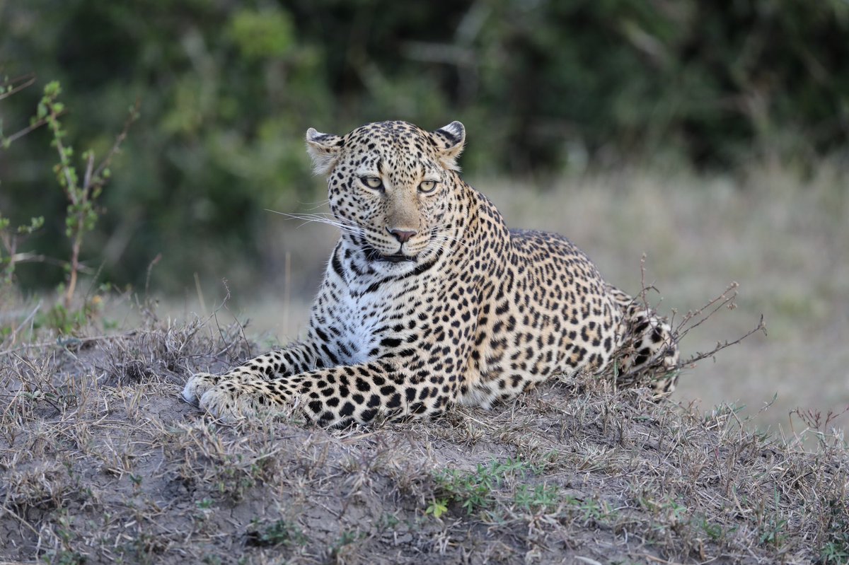 Jean-Marc Le Ray tweet media