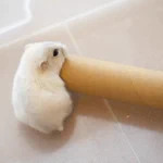 ハムスターが筒に入って出るだけ･･･!なのにすごく癒されると話題の画像!