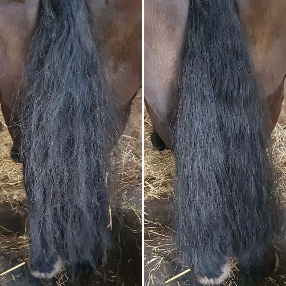 Smart_Grooming's tweet image. Fab before and after by @jennygequestrianservices who used our Tame the Mane to tame this bushy tail! "Love this product. So good for getting those knots out and giving and nice shine."

-

#smartgrooming #plaitingwax #perfectplaits #freelancegroom #showhorse #hack #equinegroom