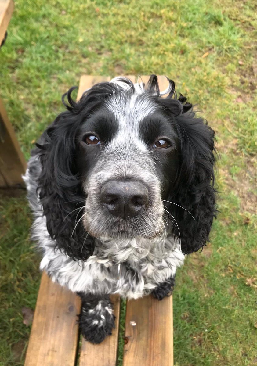 dog poop bags sainsburys