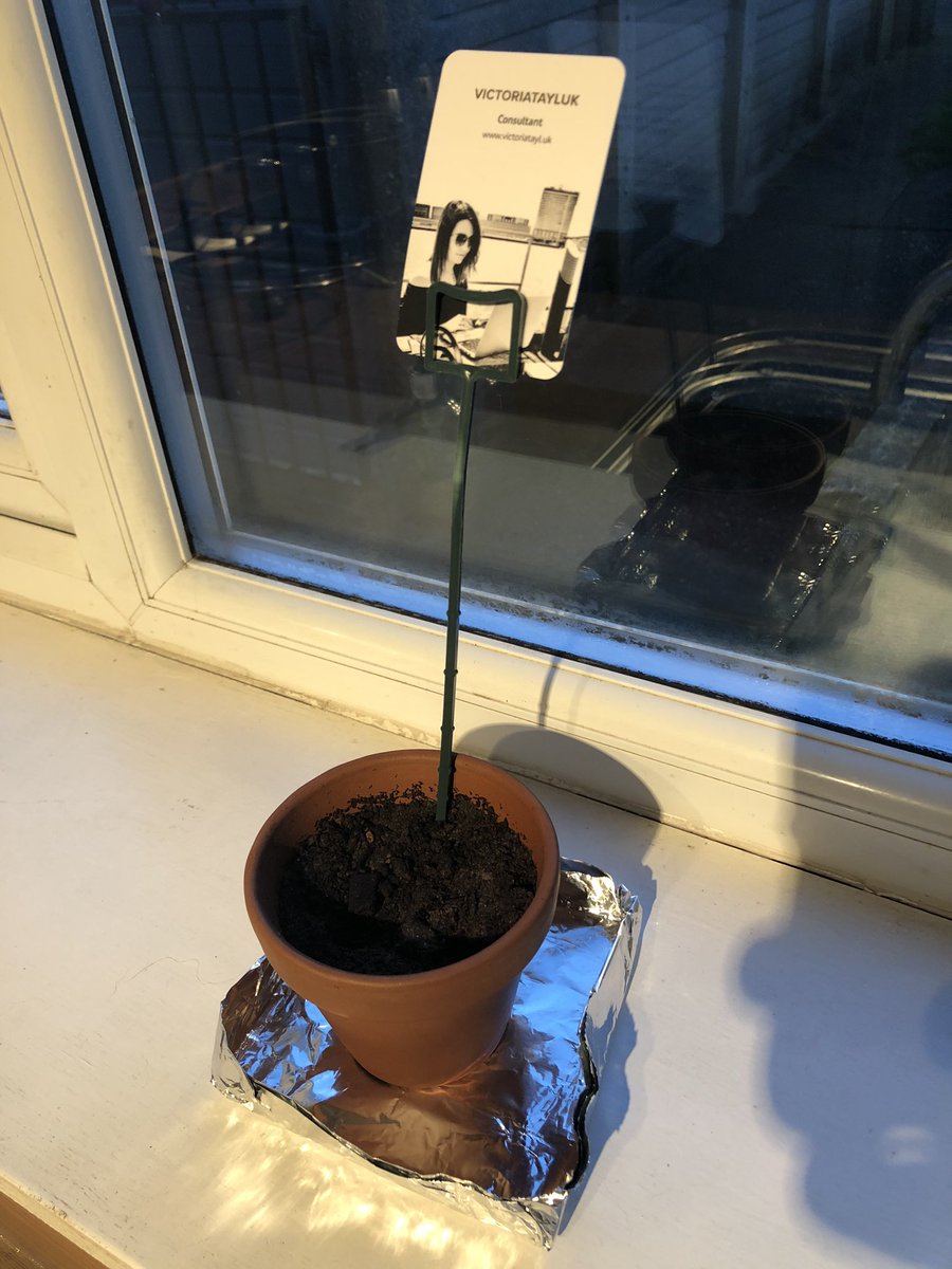 T2Tfounder's tweet photo. @VictoriaTaylUK @cm_derby @TimElliottUK @derbyquad @Mainframederby @creativemorning Still no signs of life 🤔
Is it weird I’ve not removed the business card and it looks like it’s a guide to what I’m growing?
How’s everyone else’s doing?
Also, I couldn’t find a plant pot, tin foil is great.
#creative #myfirstplant https://t.co/ypmctIgwik