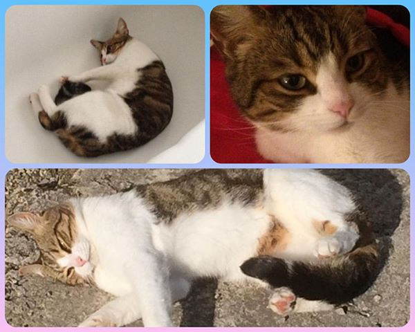 gelert01's tweet photo. โ#Criccieth #Pentrefelinโ
Missing cat #ALFIE Usually hangs around #Eisteddfa #Fishery & #Plas #Gwyn if seen plis contact
https://t.co/g9Oq7Y0bbR
@cricciethpfc @seaspray4 @cherwellcats @ProtectCatsLDN @AlanDaffern @CatsMissing @EmmaSearchForD1 @cats_cursed @RealGrumpyCat https://t.co/nfsUYwsibt