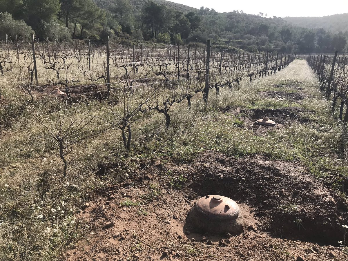 a_la_vole's tweet photo. Eduard Pie (Sicus, en Bonastre - Tarragona) nuevo amigo que hacemos en el camino. Un día soño embotellar paisajes y hoy lo hace realidad #sicus #penedes #vino #naturalwine #alavole #alavoleporelmundo https://t.co/GqpJIC5Ukl