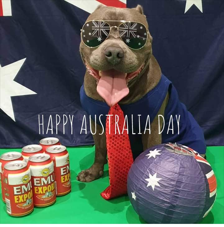 Happy Australia Day to all! 🇦🇺 🍻 🐾 #staffy #staffie #australiaday2020