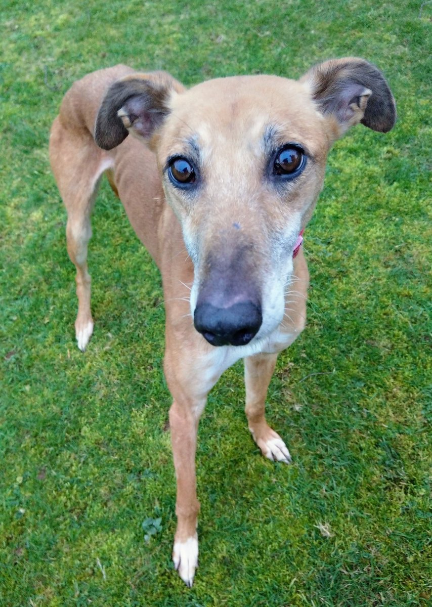 Gentle giant Aiden loves to go for his run in the dog park but he would happily curl up by the fire, take over your sofa...your bed...and your heart. Not necessarily in that order 😊. We believe he may have hunted in the past so he'd be suitable for a home with no small animals😍