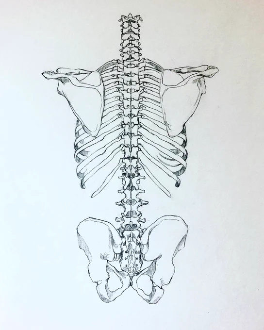 体力の限界でなんかデッサン狂ってる気もするけど、終わり#anatomy #美術解剖学 