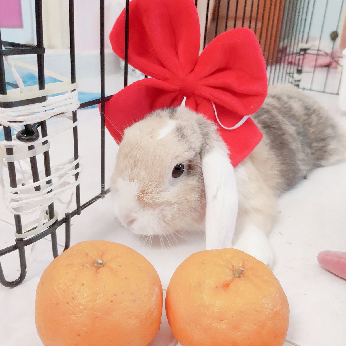 365myeon's tweet photo. 新年快樂🍊🌟 https://t.co/qXaZOXBuJ5