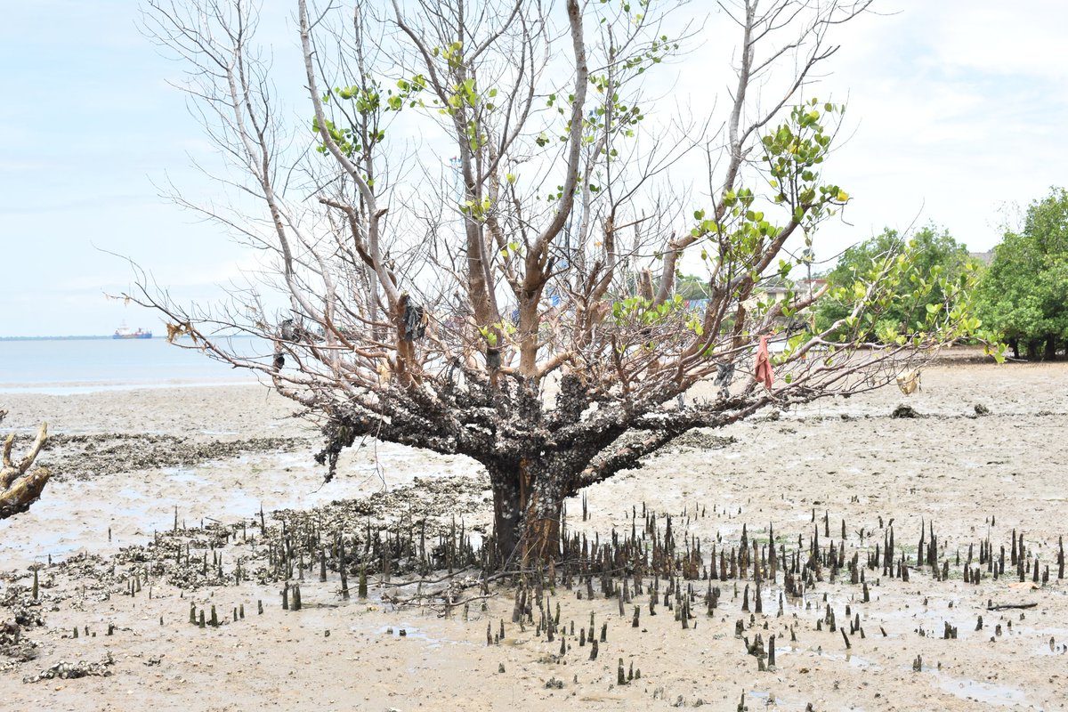HannahRanda7's tweet photo. Travel diaries from 2019... I loved this tree which was surrounded by sinking sand and how my jumpsuit was popping on the backdrop of blue skies. #tanoclock #travelphotos https://t.co/b91o65DLs6