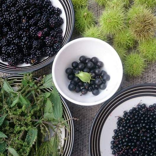 The first #wildgarlic will be here in #Nottingham very soon! Keen to learn about foraging? Follow my blog

thenottinghamforager.wordpress.com

#NottinghamForager #Nottingham #Notts #Sundayreading #wildfood #wild #freefood #SundayMorning #nature #365dayswild #food #plasticfreefood #ReadThis