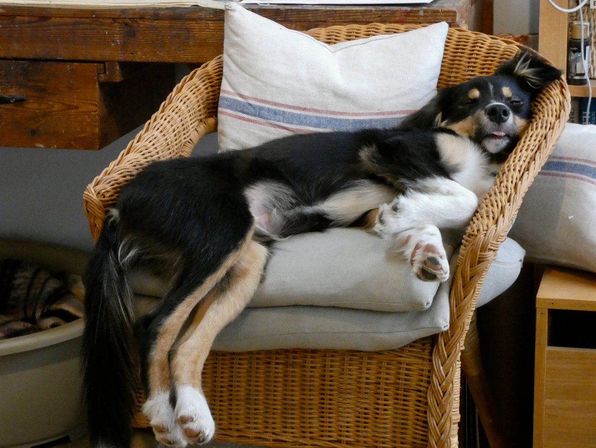 CliffsideKatie's tweet image. Raining. We&apos;ll mostly be like like this #JanuaryVibes #hibernating #bordercollie