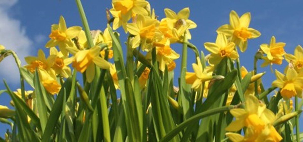 In around 5 week’s time, we will be welcoming <a href="/byrney_15/">Lee Byrne</a> to our St David’s day breakfast. There’s still time to book a place via <a href="/fbeonline/">fbe</a>. We will also be presenting a cheque to <a href="/DreamsWishesOrg/">Dreams & Wishes Charity</a> charity for the money that was raised last Friday. F#charity #fbeWestWales