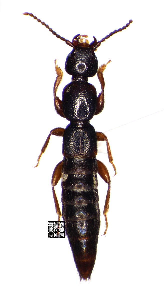 ヒゼンコバネナガハネカクシ
Lathrobium suzukii Watanabe
Collected from Japan (Honshu: Okayama Pref.)
岡山県北東部にかなり広域に分布。ところで、和名の改称が必要ではないかと思う。
#TeamBeetle🐞 #staphyliniday #Coleopterist #ハネカクシ地位向上委員会