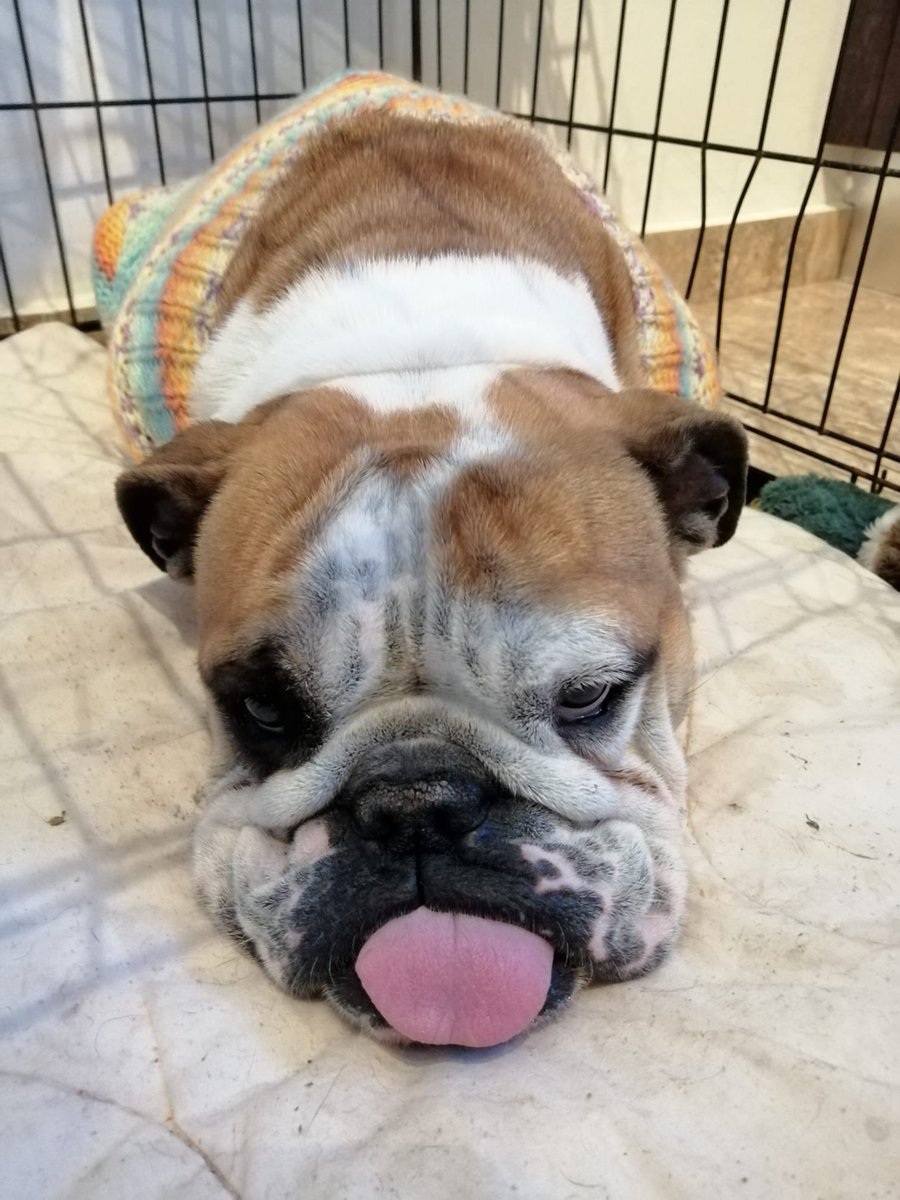 Purebreed #Bulldog found on the highway with her 3 pups..owner found and doesnt want them.

Now named Tikka shes safe with us <a href="/CyprusRehome/">Rescue & Rehome Cyprus</a> will update this evening. #AdoptDontShop 

<a href="/rickygervais/">Ricky Gervais</a> <a href="/DannyRonsRescue/">Danny & Ron's Rescue</a> <a href="/PeterEgan6/">Peter Egan</a> For now Tikka's got a message for her ex owner 👇👇
