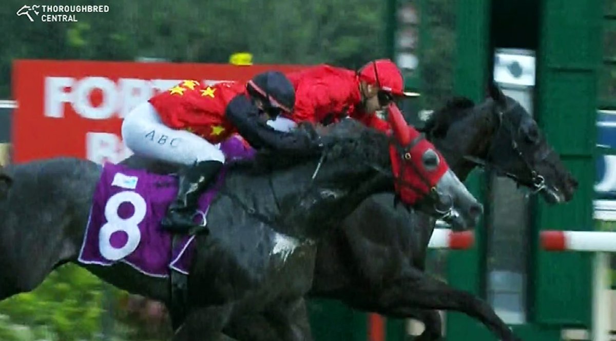 Wattle Bloodstock tweet media