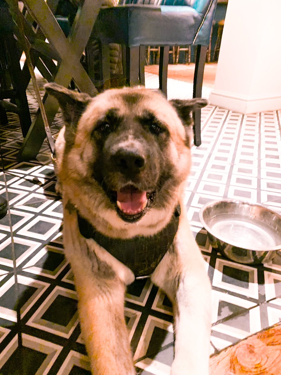 #dogsofthekingshead #dogsoftwitter this week's feature is the lovely Ted! He's mostly made of fur and fluff but is 100% a good boy 🐶