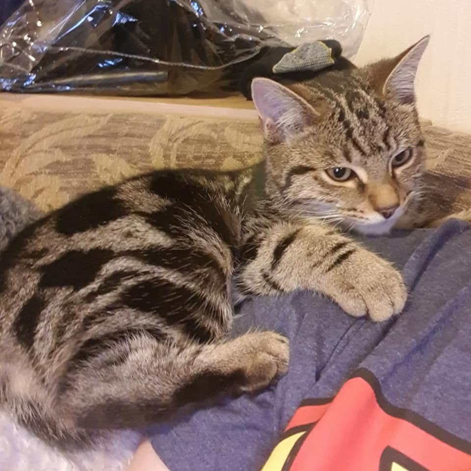 gelert01's tweet photo. ❌#Morfa #Bychan #Greenacres #Garreg #Wen #Porthmadog #LL49 #Gwynedd❌ 23/01/2020
Missing Cat wearing a pink collar with contact details on the inside. Have you seen her?
https://t.co/imyZVqyFMB
@morfabhp @morfabychan @rosiedoc666 @MissingPetsGB @MoggiesR @ProtectCatsLDN https://t.co/WqYYyflKBz