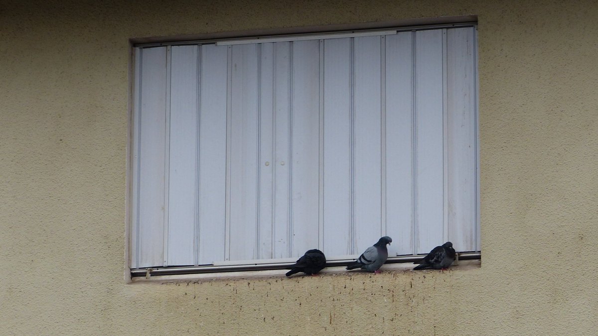 Memoire2ville On Twitter La Vie Par Procuration Jean Jacques Goldman Elle Met Du Vieux Pain Sur Son Balcon Pour Attirer Les Moineaux Les Pigeons Souvenirs Https T Co Jvvqtzsjnf Https T Co Aozzrzvbsf