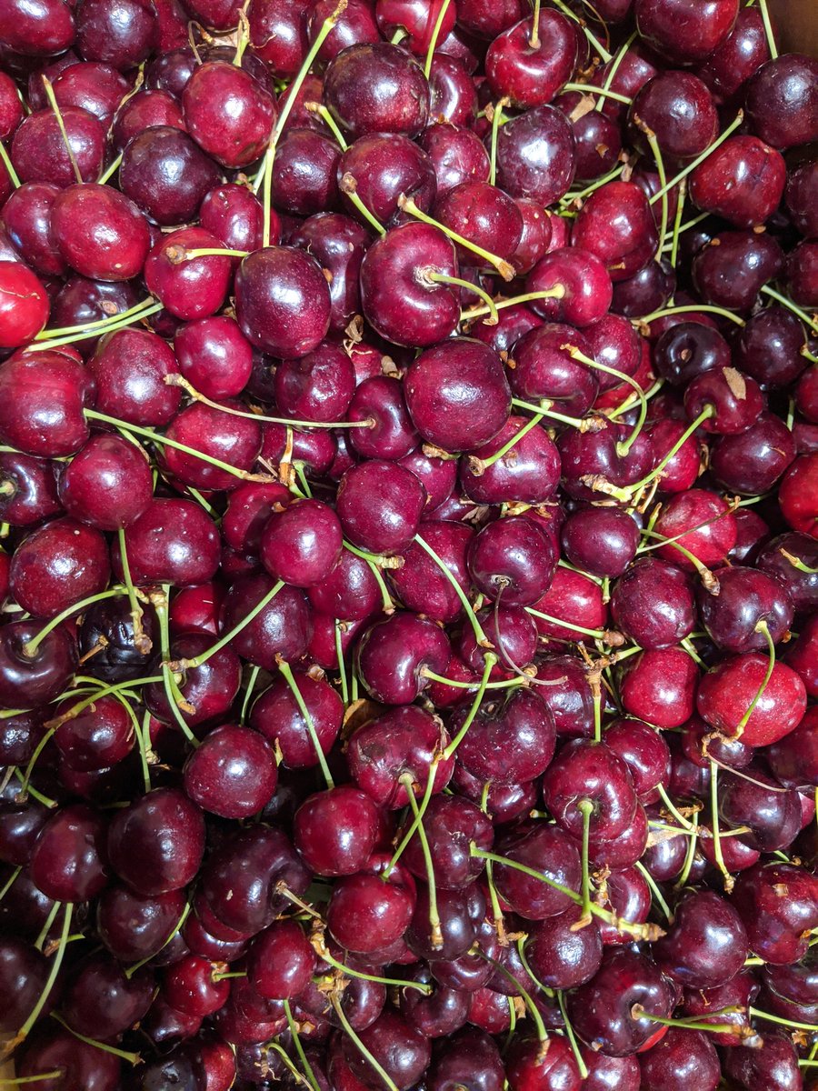 Cherries. The Tasmanian summer is still in peak fruit!