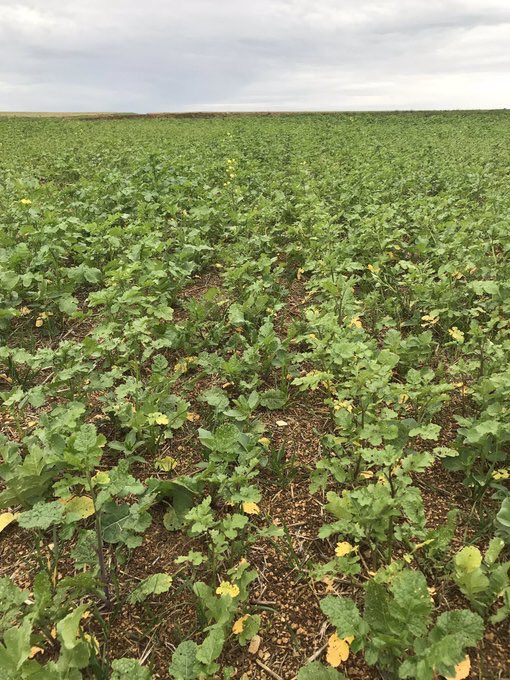 OlivierCOSTE2's tweet photo. @7582Alex Ce mélange #Micatode du 10/08 #moutarde blanche et brune #radis #phacelie avec un complément #féverole @JonathanNONNOT1.
La #biomasse correspond à l’hétérogénéité de nos terres à cailloux et des reliquats post-récolte.
Pour connaître une destruction unique par le gel le 31/12. https://t.co/HeWX3pbbFv