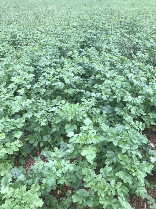 OlivierCOSTE2's tweet photo. @7582Alex Ce mélange #Micatode du 10/08 #moutarde blanche et brune #radis #phacelie avec un complément #féverole @JonathanNONNOT1.
La #biomasse correspond à l’hétérogénéité de nos terres à cailloux et des reliquats post-récolte.
Pour connaître une destruction unique par le gel le 31/12. https://t.co/HeWX3pbbFv