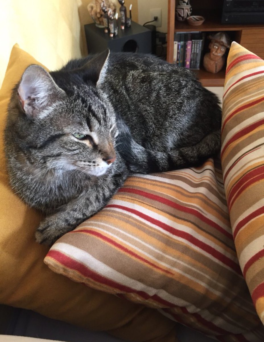 Luna/RIPKAMI💜 tweet media